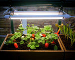 Palram-Canopia Brighton - LED Grow Light-HG1042-Garage Giant 