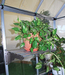 Palram-Canopia Heavy Duty Shelf Kit for Most Canopia Greenhouses-HG1019-Garage Giant 