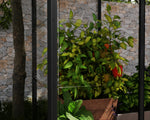 Palram-Canopia Ivy 4' x 2' Mini Greenhouse - Black-HG4900-Garage Giant 