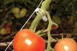 Palram-Canopia Greenhouse Trellising Kit-HG1024-Garage Giant 